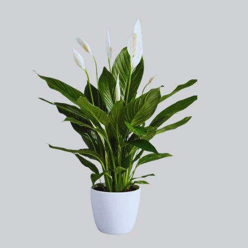 Air Purifier Peace Lily Plant